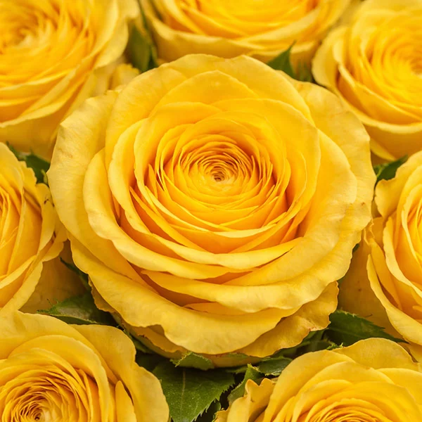 101 желтая роза